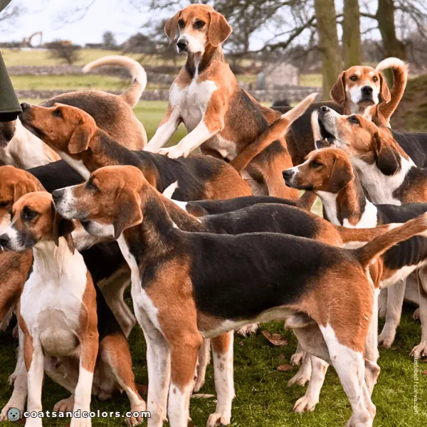 coatsandcolors.com Related Breeds Grid English