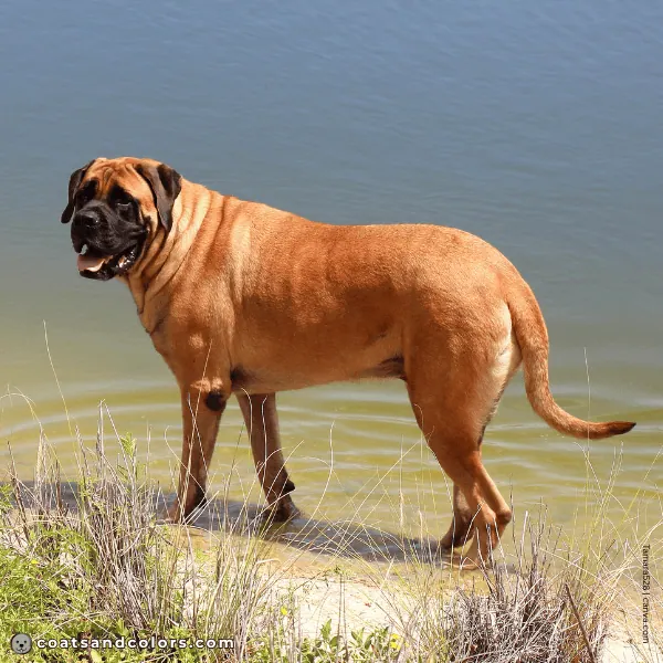 coatsandcolors.com Related Breeds Grid English Mastiff