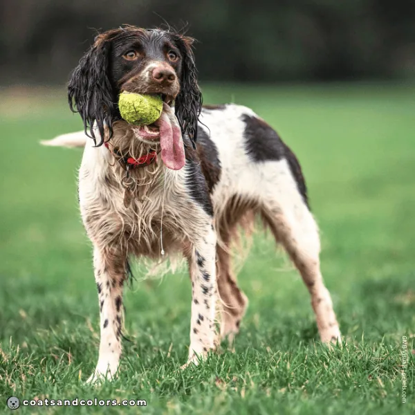 coatsandcolors.com Related Breeds Grid English Springer Spaniel