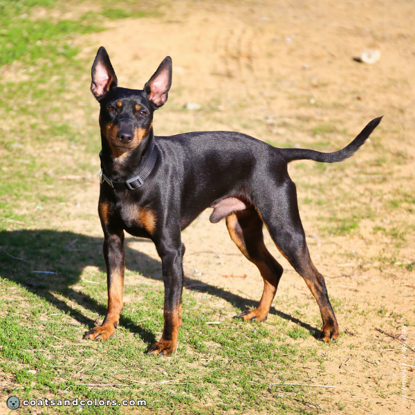 coatsandcolors.com Related Breeds Grid English Toy Manchester Terrier