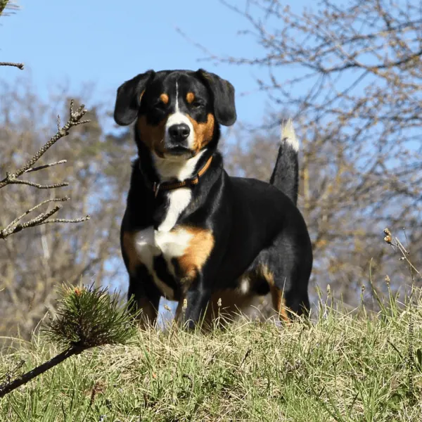 coatsandcolors.com Related Breeds Grid Entlebucher Sennenhund