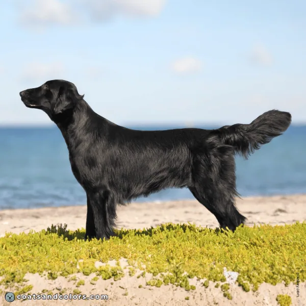 coatsandcolors.com Related Breeds Grid Flat Coated Retriever