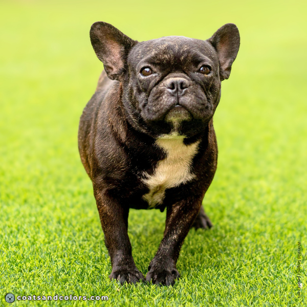 coatsandcolors.com Related Breeds Grid French Bulldog1