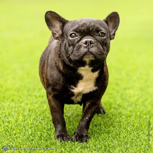 coatsandcolors.com Related Breeds Grid French Bulldog1