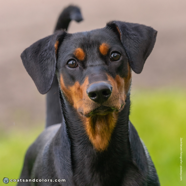 coatsandcolors.com Related Breeds Grid German Pinscher