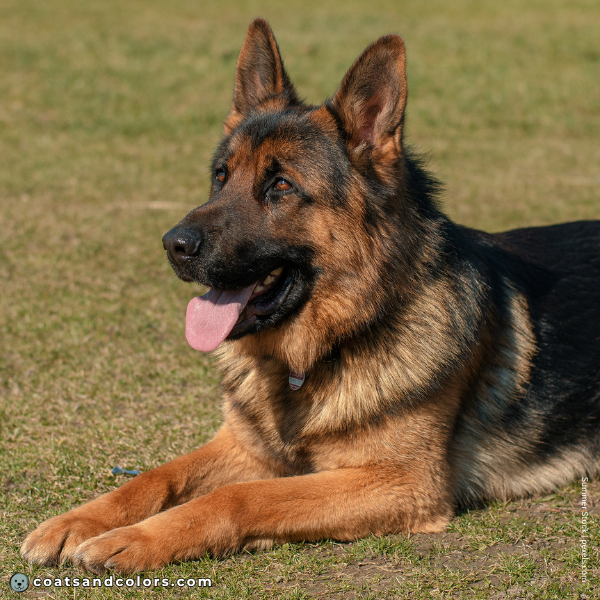 coatsandcolors.com Related Breeds Grid German Shepherd Dog