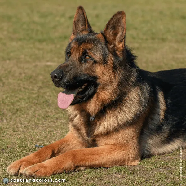 coatsandcolors.com Related Breeds Grid German Shepherd Dog