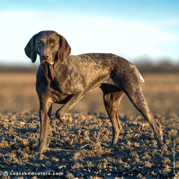 coatsandcolors.com Related Breeds Grid German Short Haired Pointer