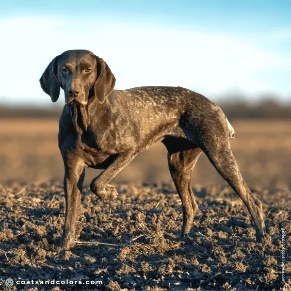 coatsandcolors.com Related Breeds Grid German Short Haired Pointer