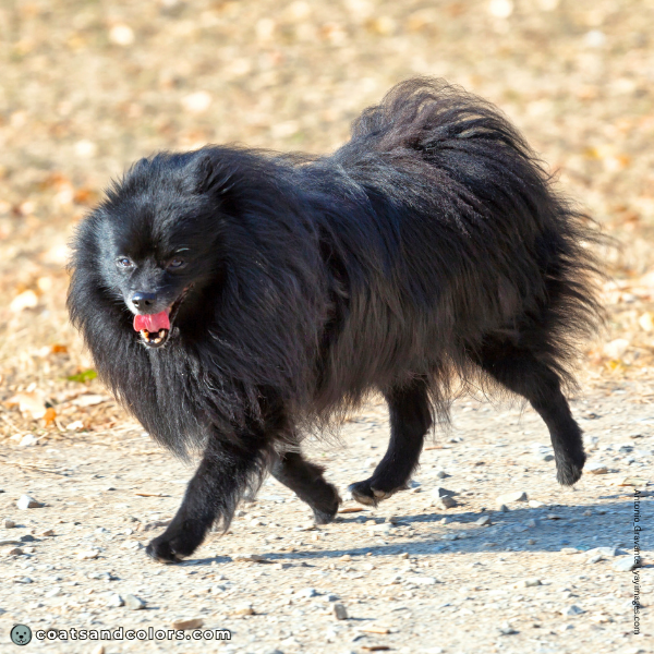 coatsandcolors.com Related Breeds Grid German Spitz 1