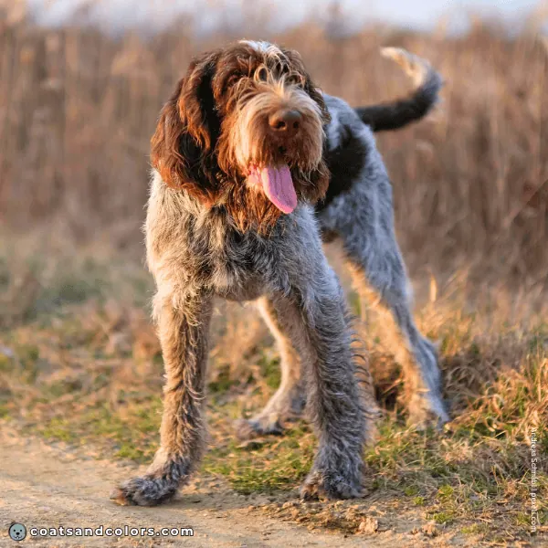 coatsandcolors.com Related Breeds Grid German Wire Haired Pointer