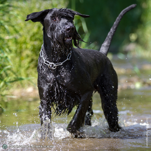 coatsandcolors.com Related Breeds Grid Giant Schnauzer