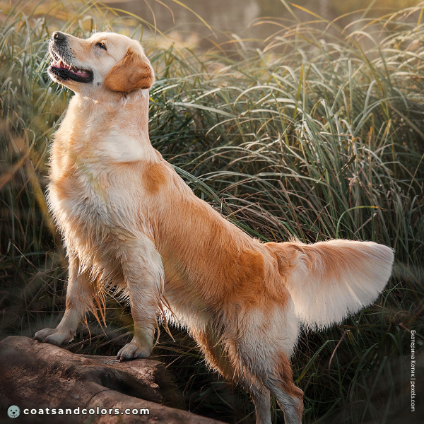 coatsandcolors.com Related Breeds Grid Golden Retriever