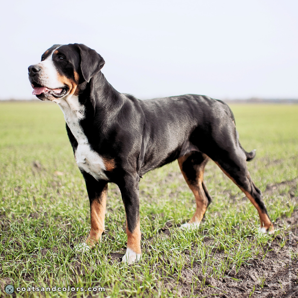 coatsandcolors.com Related Breeds Grid Greater Swiss Mountain Dog
