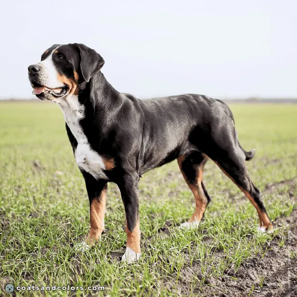coatsandcolors.com Related Breeds Grid Greater Swiss Mountain Dog