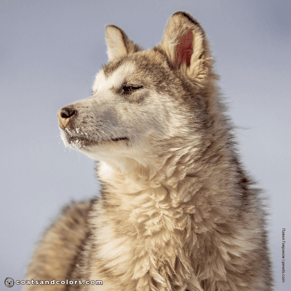 coatsandcolors.com Related Breeds Grid Greenland Dog