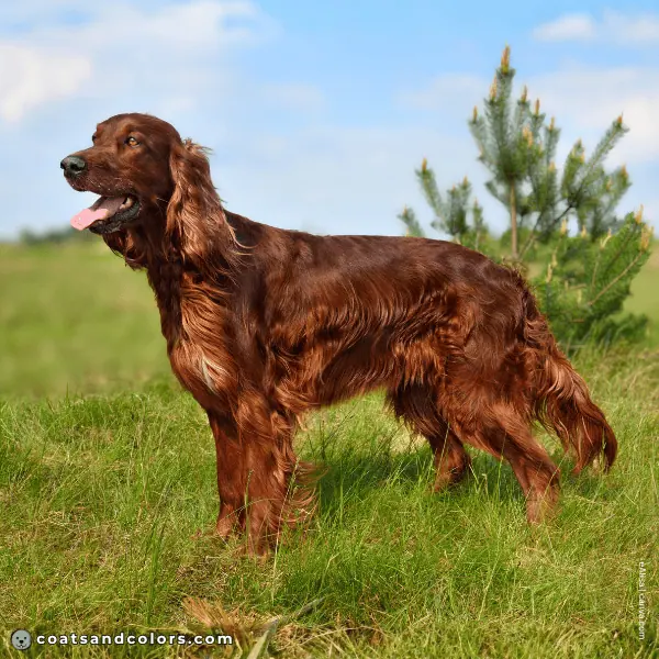 coatsandcolors.com Related Breeds Grid Irish Setter