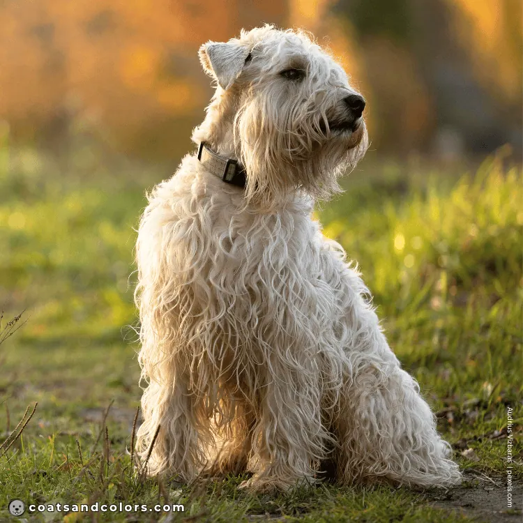 coatsandcolors.com Related Breeds Grid Irish Soft Coated Wheaten Terrier