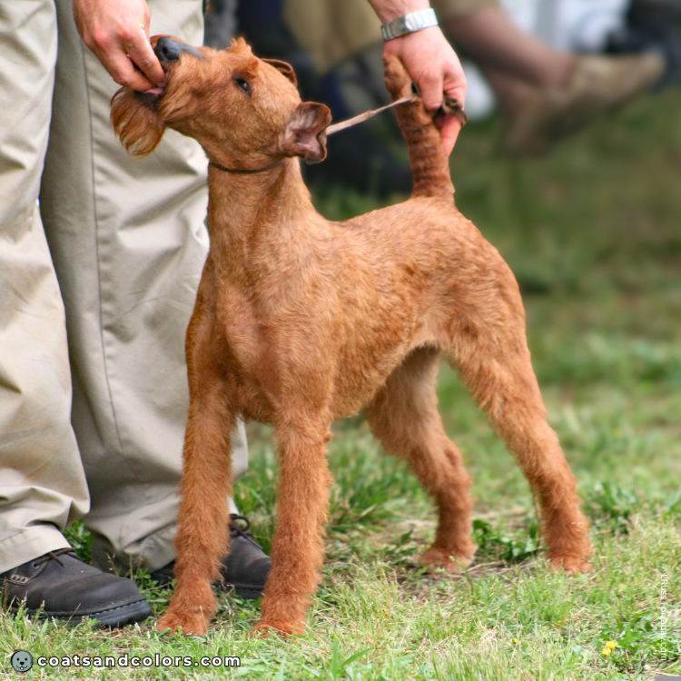 coatsandcolors.com Related Breeds Grid Irish Terrier
