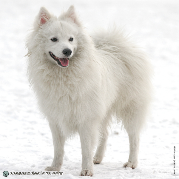 coatsandcolors.com Related Breeds Grid Japanese Spitz