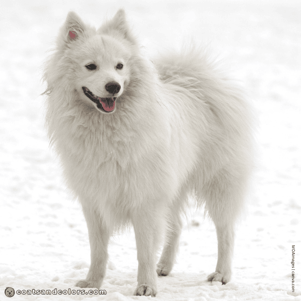 coatsandcolors.com Related Breeds Grid Japanese Spitz