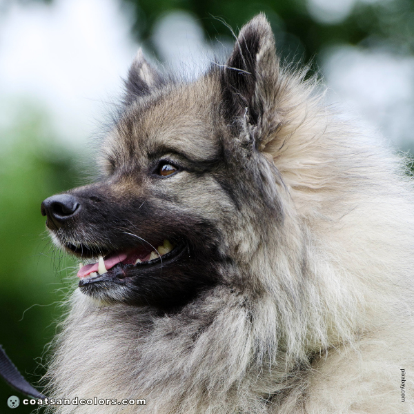 coatsandcolors.com Related Breeds Grid Keeshond