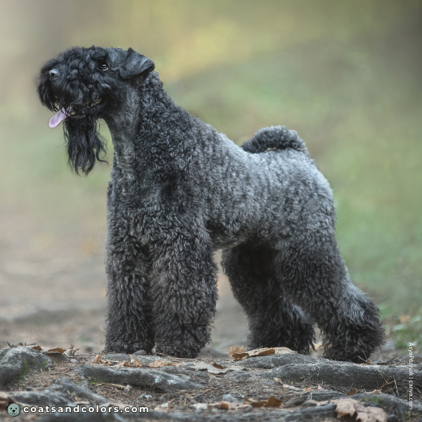 coatsandcolors.com Related Breeds Grid Kerry Blue Terrier