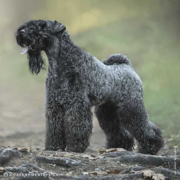 coatsandcolors.com Related Breeds Grid Kerry Blue Terrier