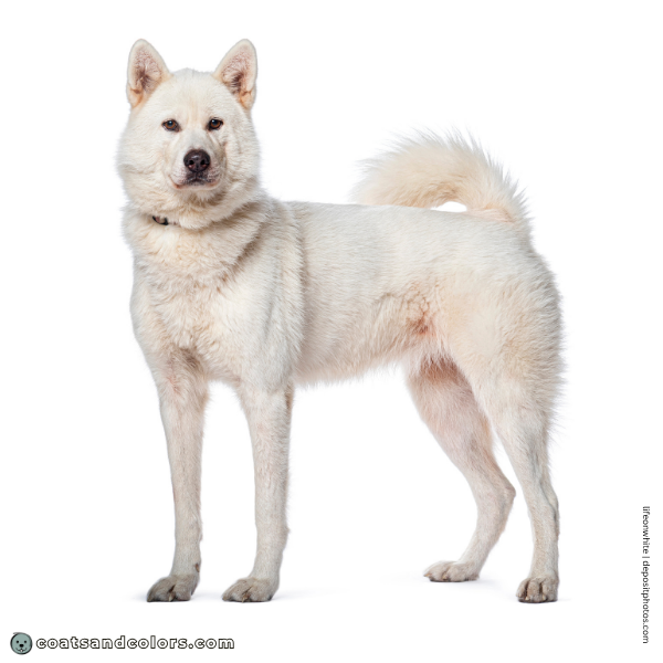 coatsandcolors.com Related Breeds Grid Kishu Ken