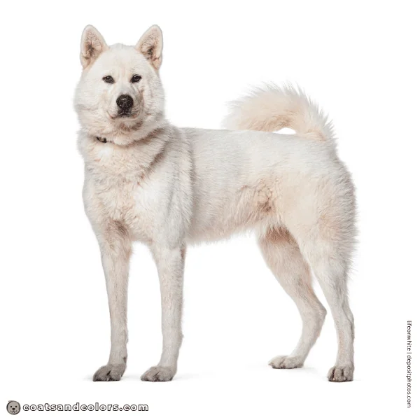 coatsandcolors.com Related Breeds Grid Kishu Ken
