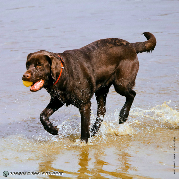 coatsandcolors.com Related Breeds Grid Labrador1