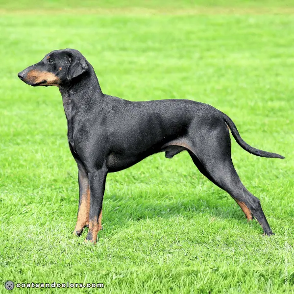 coatsandcolors.com Related Breeds Grid Manchester Terrier