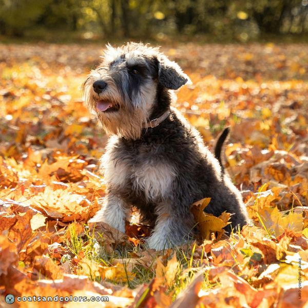 coatsandcolors.com Related Breeds Grid Miniature Schnauzer