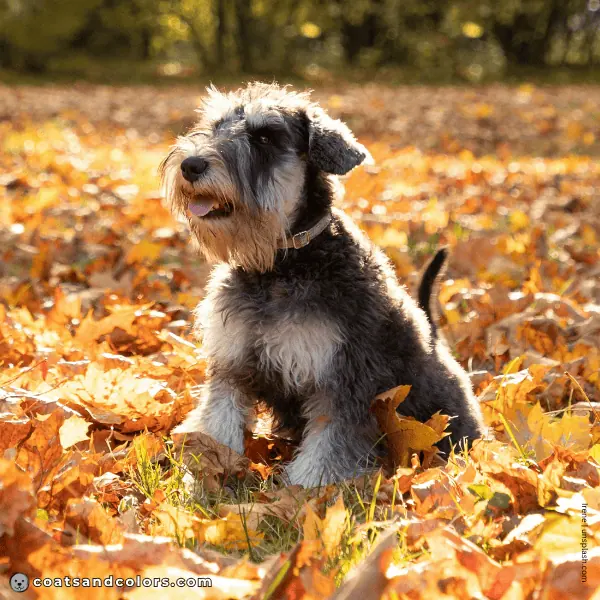 coatsandcolors.com Related Breeds Grid Miniature Schnauzer