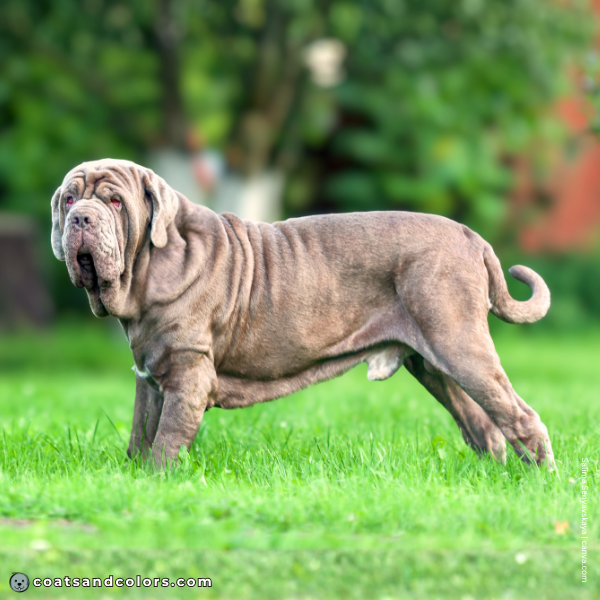 coatsandcolors.com Related Breeds Grid Neapolitan Mastiff