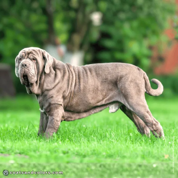 coatsandcolors.com Related Breeds Grid Neapolitan Mastiff