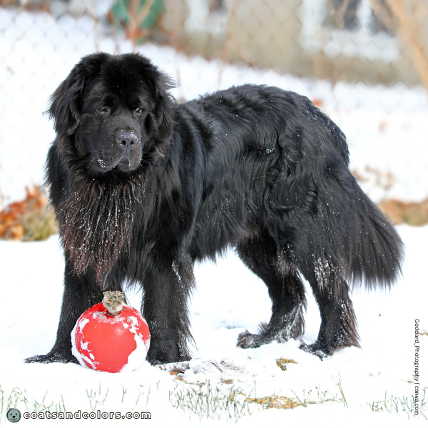 coatsandcolors.com Related Breeds Grid Newfoundland