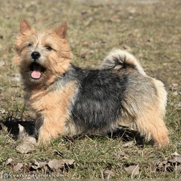 coatsandcolors.com Related Breeds Grid Norwich Terrier