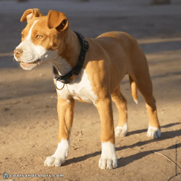 coatsandcolors.com Related Breeds Grid Pitbull