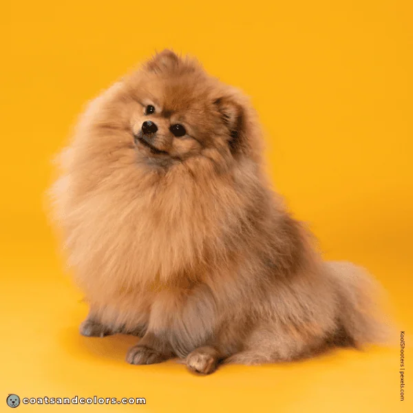 coatsandcolors.com Related Breeds Grid Pomeranian