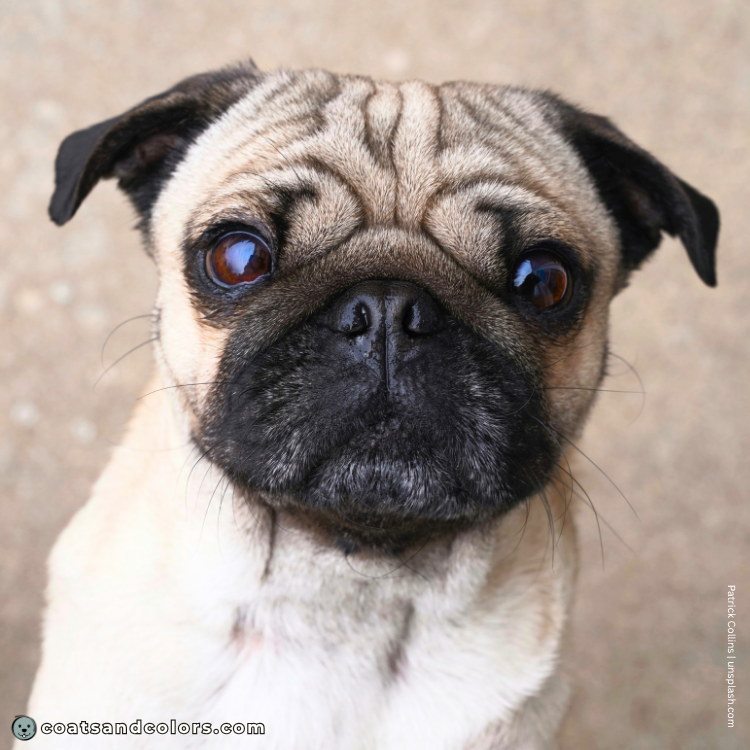 coatsandcolors.com Related Breeds Grid Pug1