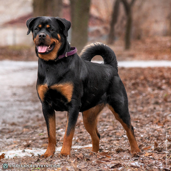 coatsandcolors.com Related Breeds Grid Rottweiler