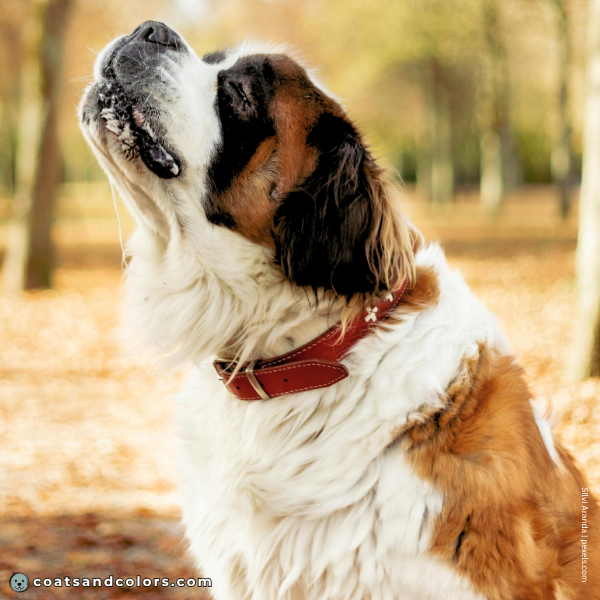 coatsandcolors.com Related Breeds Grid Saint Bernard