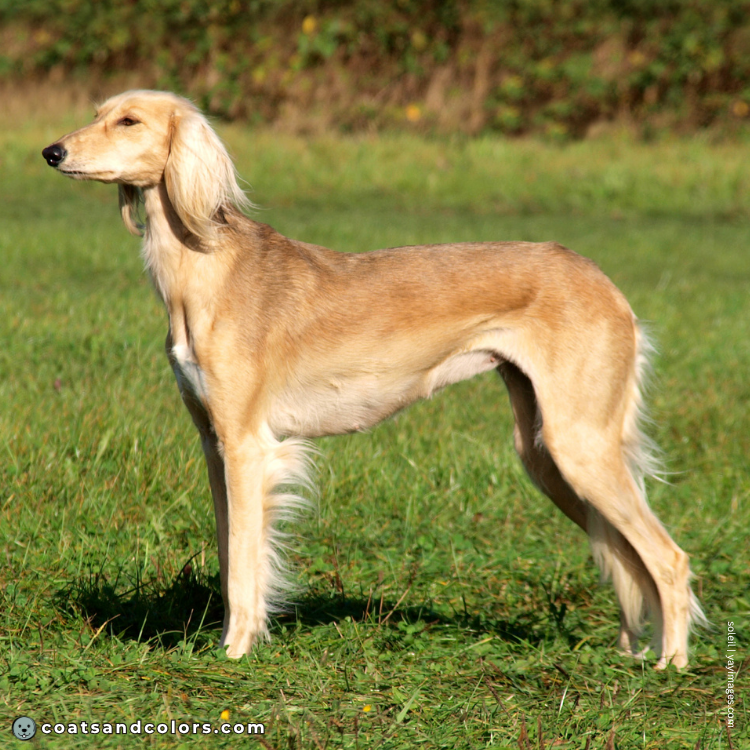 coatsandcolors.com Related Breeds Grid Saluki