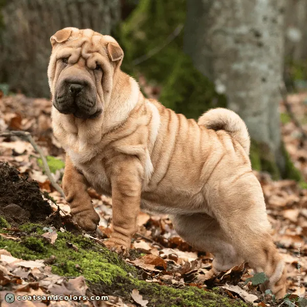 coatsandcolors.com Related Breeds Grid Shar Pei