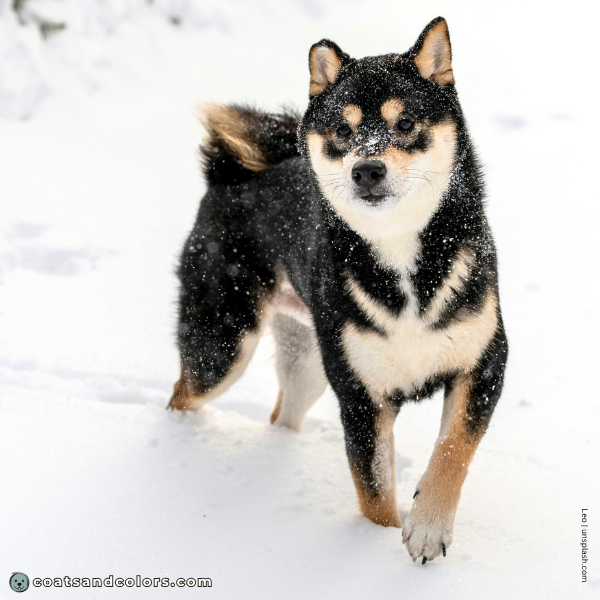 coatsandcolors.com Related Breeds Grid Shiba Inu