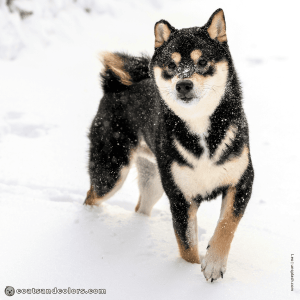 coatsandcolors.com Related Breeds Grid Shiba Inu