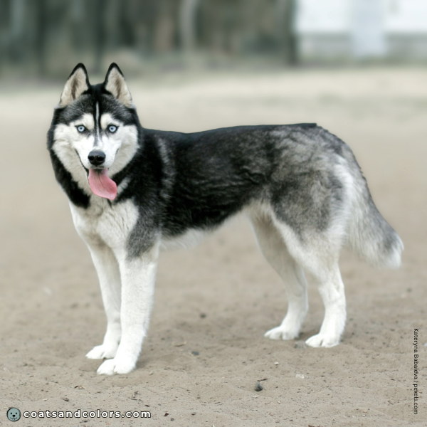 coatsandcolors.com Related Breeds Grid Siberian Husky