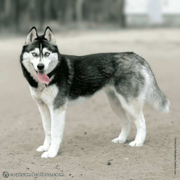 coatsandcolors.com Related Breeds Grid Siberian Husky