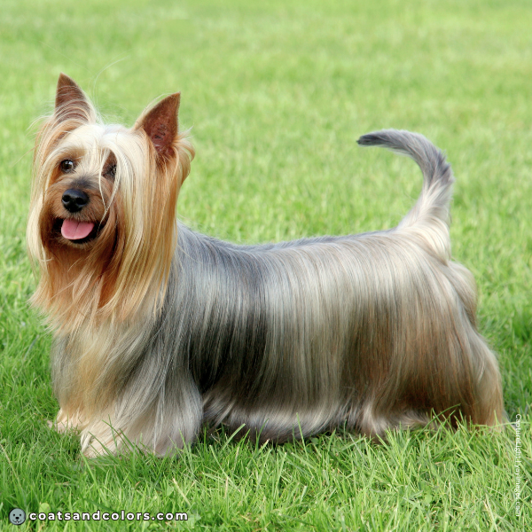coatsandcolors.com Related Breeds Grid Silky Terrier